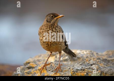 Eine australische Thrush, Turdus Falcklandii Falcklandii, auch bekannt als Falklands Thrush. Stockfoto