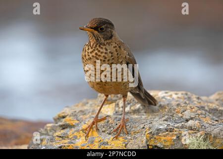 Eine australische Thrush, Turdus Falcklandii Falcklandii, auch bekannt als Falklands Thrush. Stockfoto