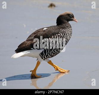 Eine weibliche Kelpgans, Chloephaga Hybrida Malvinarum, auf den Falklandinseln Stockfoto