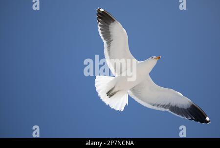 Eine Kelp Gull, Larus Dominicanus, im Flug auf den Falklandinseln. Stockfoto