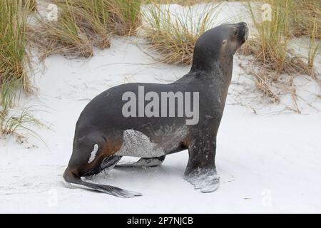 Eine weibliche Seelöwe, Otaria flavescens, auf den Falklandinseln Stockfoto