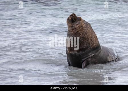 Ein männlicher Stier Südlicher Seelöwe, Otaria flavescens, auf den Falklandinseln Stockfoto