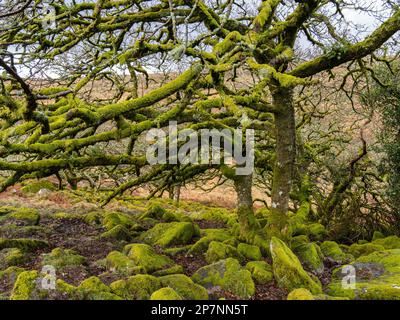 Wistman's Wood, ein hoch gelegener Eichenwald im Dartmoor-Nationalpark in Devon. Stockfoto