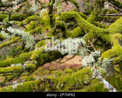 Wistman's Wood, ein hoch gelegener Eichenwald im Dartmoor-Nationalpark in Devon. Stockfoto