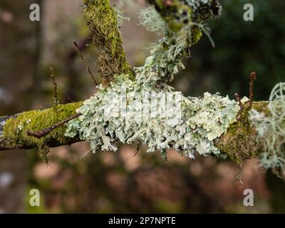 Wistman's Wood, ein hoch gelegener Eichenwald im Dartmoor-Nationalpark in Devon. Stockfoto