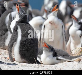 Gentoo-Pinguinküken, Pygoscelis Papua, in einer Kolonie in Yorke Bay auf den Falklandinseln. Stockfoto