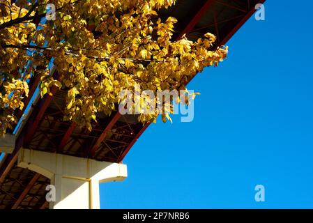 Helles Herbstlaub unter einer Autobahnbrücke, mit Fokus auf den Blättern; Neubau teilweise oben links sichtbar Stockfoto