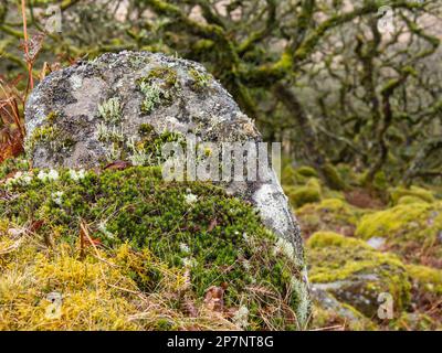 Wistman's Wood, ein hoch gelegener Eichenwald im Dartmoor-Nationalpark in Devon. Stockfoto