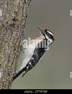 Männlicher Downy Woodpecker (Dryobates Pubescens), hoch oben auf einer Eiche in einem Hinterhof von Sacramento County Kalifornien. Stockfoto