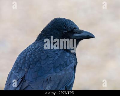 Ein Kopf- und Schulterfoto von einer Aaskrähe, Corvus Corone. Stockfoto
