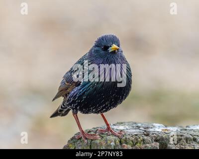 Ein gewöhnlicher Starling, Sturnus vulgaris, auch bekannt als europäischer Starling in Nordamerika und einfach als Starling in Großbritannien und Irland. Stockfoto