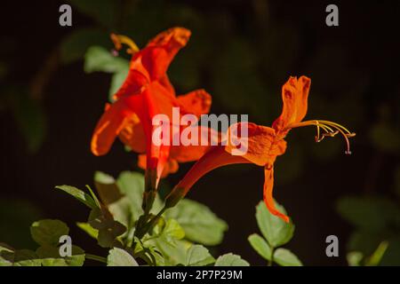 Cape Honeysuckle Tecomaria capensis 10532 Stockfoto