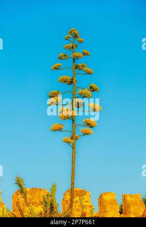 Der gerade Stiel und die grünen gelben Blüten des algave kontrastieren mit dem blauen Himmel Stockfoto