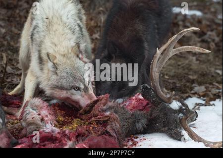 Graue Wölfe (Canis lupus) im „Bloody Deer Carcass Winter – Captive Animals“ Stockfoto