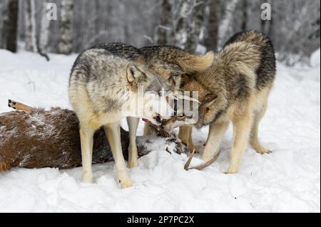 Wölfe (Canis lupus) Drücke die Köpfe zusammen über den Körper des Weißschwanzhirsches Winter – Gefangene Tiere Stockfoto