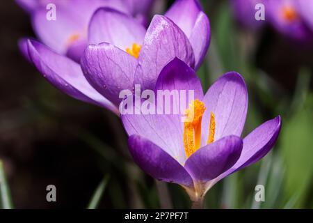 Nahaufnahme der blühenden lila Krokusblume vor dunklem Hintergrund. Makrofotografie Stockfoto