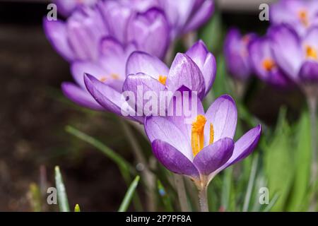 Nahaufnahme von blühenden lila Krokusblüten vor dunklem Hintergrund. Makrofotografie Stockfoto