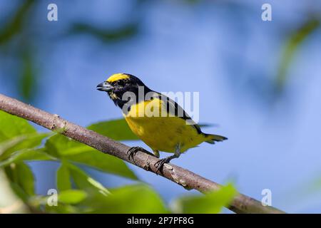 Euphonia auf einem Ast in Costa Rica Stockfoto