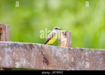 Tropischer Kingbird auf einem Zaun, Costa Rica Stockfoto