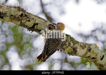 Hoffmans Specht unter dem Zweig in Costa Rica Stockfoto