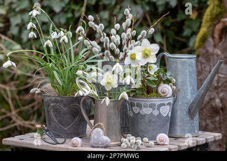 Gartenanlage mit helleborus niger, Schneeglöckchen und Weidenkatzen in Zinktöpfen Stockfoto