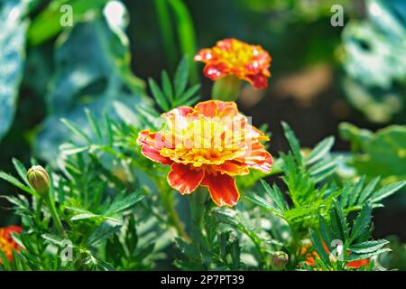 Orangefarbene und rote Tageten oder Ringelblumen im heimischen Garten. Tagesetes blüht an einem sonnigen Tag auf einem grünen Hintergrund eines Hausgartens. Stockfoto