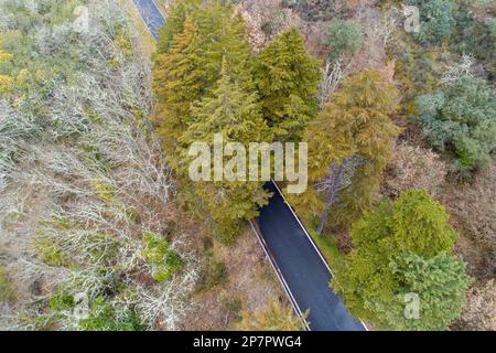 Drohnenansicht einer Straße im Wald Stockfoto