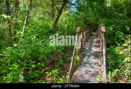 Eine schmale Brettbrücke mit Holzgeländern führt durch dichte grüne Farne und Sträucher in einem schattigen Wald im Butano State Park, Kalifornien. Stockfoto