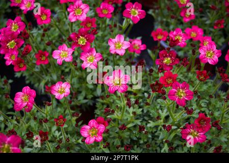 Saxifraga kleine rosa Blumen, Saxifraga arendsii. Die mehrjährige Blütenpflanze der Familie Saxifragaceae Stockfoto