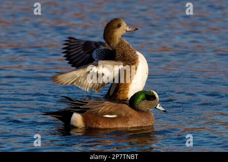 Ein wunderschönes amerikanisches Wigeon-Zuchtpaar an einem Wintermorgen. Das Männchen hat eine Maske aus grünen Federn um seine Augen und eine cremefarbene Kappe. Stockfoto