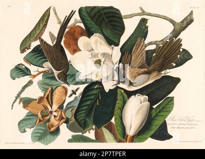 Schwarzschnabel-Kuckuck, 1828 von Robert Havell nach John James Audubon Stockfoto