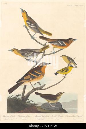 Bullock's Oriole, Baltimore Oriole, mexikanischer Goldfinch und Variated Thrush, 1838 von Robert Havell nach John James Audubon Stockfoto