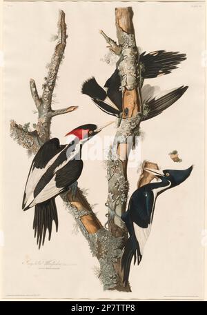 Elfenbeinpecker, 1829 von Robert Havell nach John James Audubon Stockfoto