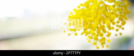 Blumen und Topfblumen von Mimosa, Acacia dealbata, ein wunderschönes Blumensymbol des Frauentags, das am 8. März gefeiert wurde Stockfoto