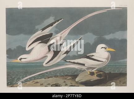 Tropic Bird, 1835 von Robert Havell nach John James Audubon Stockfoto