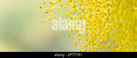 Blumen und Topfblumen von Mimosa, Acacia dealbata, ein wunderschönes Blumensymbol des Frauentags, das am 8. März gefeiert wurde Stockfoto