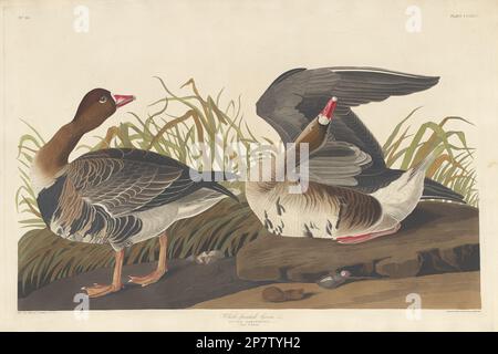 Weiße Gans, 1836 von Robert Havell nach John James Audubon Stockfoto