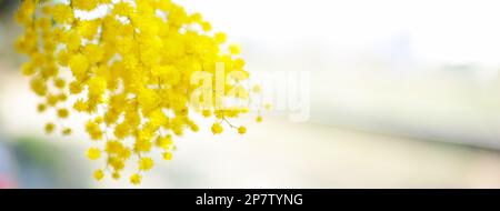Blumen und Topfblumen von Mimosa, Acacia dealbata, ein wunderschönes Blumensymbol des Frauentags, das am 8. März gefeiert wurde Stockfoto