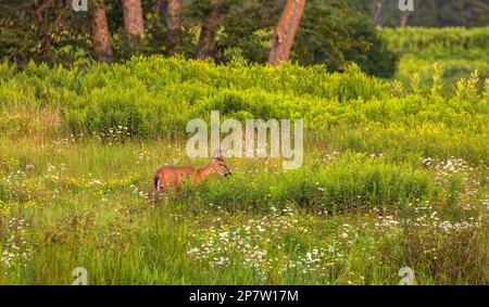 Weißschwanzbuck grast auf einer Wiese im Norden von Wisconsin. Stockfoto