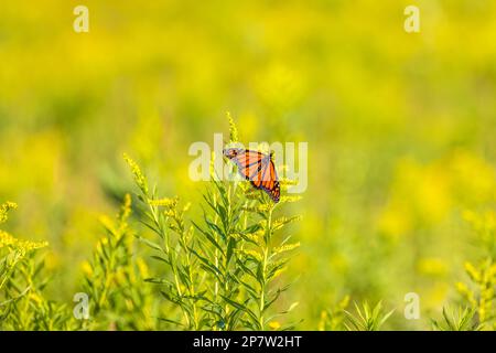 Monarch-Schmetterling auf Goldstangenpflanze in einer Wiese im Norden Wisconsins. Stockfoto