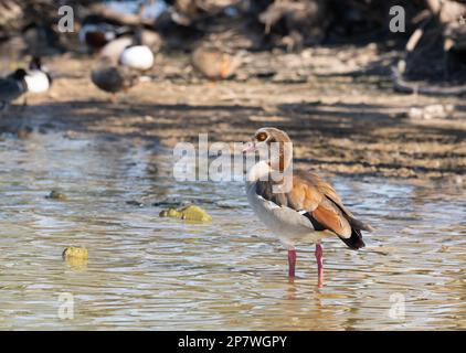 Sonnenlicht, Nahaufnahme einer ägyptischen Gans, die in flachem Wasser am Ufer steht. Im Profil fotografiert, nach links gerichtet, mit geringer Schärfentiefe. Stockfoto