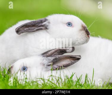 Zwei weiße Kaninchen mit schwarzen Ohren auf grünem Gras. Schönheit in der Natur. Stockfoto