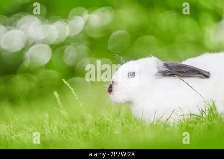 Weiße Kaninchen mit schwarzen Ohren, die auf dem grünen Gras sitzen. Schönheit in der Natur. Stockfoto