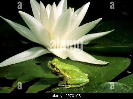 Dieser männliche Baumfrosch, Hyla arborea sarda, bereitet sich darauf vor, einen schnellen, schrillen Krak zu rufen, krak emittierte 3-6 Mal pro Sekunde. Stockfoto