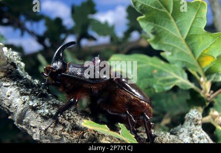 Europäischer Rhinozeroskäfer Scarabeo rinoceronte (Oryctes nasicornis). Sassari. SS, Sardegna. Italien. Stockfoto