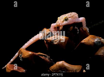 GECO verrucoso, Hemidactylus turcicus, Europäischer Halbfinger Vereinigtes Königreich: Mediterranean Gecko, Salamanquesa rosada Alghero, Sardegna, Italia. Riserva natur Stockfoto