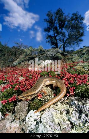 Gongilo o tiligugu (Chalcides ocellatus). Endemico di Sardegna e Sicilia. Okellierte Skink. Alghero, Sardegna, Italia. Stockfoto