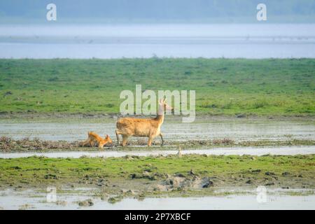 Weibliches Sumpfhirsch mit ihrem Baby, Kalb waten durch Sumpf und Schlamm am Rand eines Brahmaputra Flusses. Kaziranga-Nationalpark, Assam, Indien Stockfoto