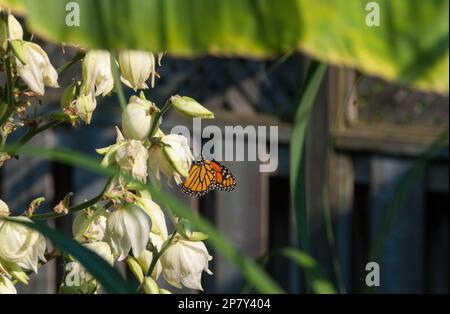 Toronto Canada - Ein Monarch-Schmetterling (Danaus plexippus), der sich von den Blüten einer blühenden Yuuca-Pflanze ernährt Stockfoto