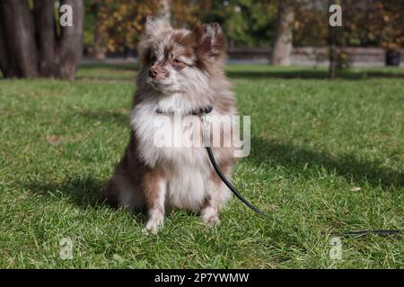 Süßer Pommern-spitz-Hund auf grünem Gras im Park. Herbstspaziergang Stockfoto